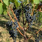 Aglianico lasco, quando la tradizione innova