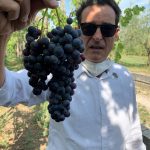 “Rinnovala”, la riscoperta dell’aglianico lasco arianese: Gal e Regione insieme