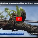 ISCRIZIONE AL REGISTRO NAZIONALE DELLA VARIETA’ DI VITE COME NUOVA VARIETA’     “AGLIANICO LASCO”